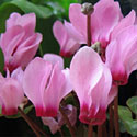 Cyclamen