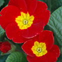Primrose