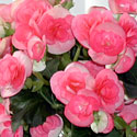 Begonia