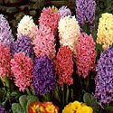 Hyacinths