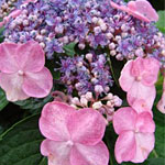 Twist-n-Shout Hydrangea
