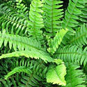 Boston Fern
