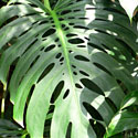 Monstera
