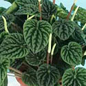 Peperomia 'Emerald Ripple'