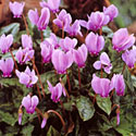 Cyclamen