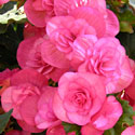 Reiger Begonia