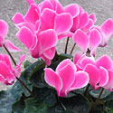 Cyclamen