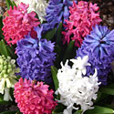 Hyacinths