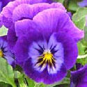 Pansy