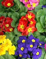 Primrose
