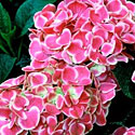 Indoor Hydrangea