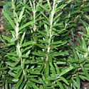Rosemary