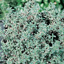 Thyme