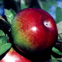 McIntosh Apple