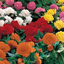Nonstop Begonias