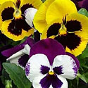 Pansies