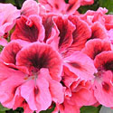 Regal Geraniums