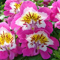 Schizanthus