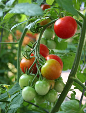 Tomatoes
