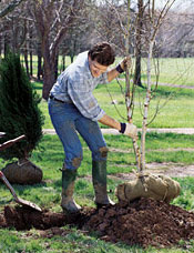 Planting a Tree