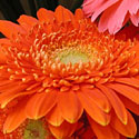Gerber Daisies