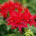 Exotic Geraniums