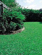 Lawn
