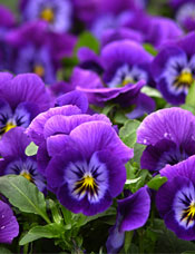 Pansies