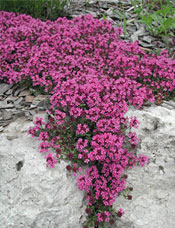 Creeping Thyme