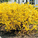 Forsythia