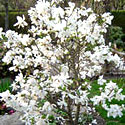 Magnolia