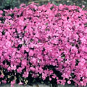 Moss Phlox