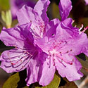 PJM Rhododenron