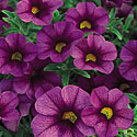 Superbells Calibrachoa