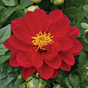Dalina Dahlia