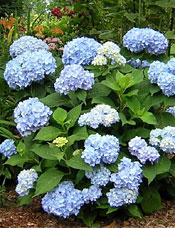 Endless Summer Hydrangea