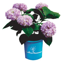 Endless Summer Hydrangea