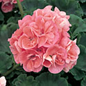 Daredevil Geranium