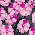 Infinity Impatiens