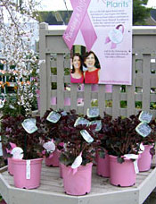 Pink Ribbon Plants