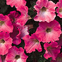 Supertunia Petunia