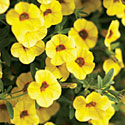 Calibrachoa