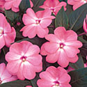 New Guinea Impatiens