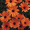 Osteospermum