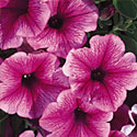 Supertunia Petunias