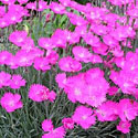 Dianthus