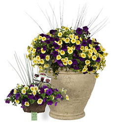 Pop, Drop & Grow Containers