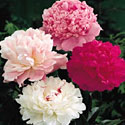 Peonies