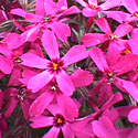 Moss Phlox