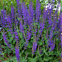 Salvia 'May Night'